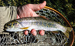 A pretty decent rainbow for a creek this size. From Mystery Creek # 249 in Washington.