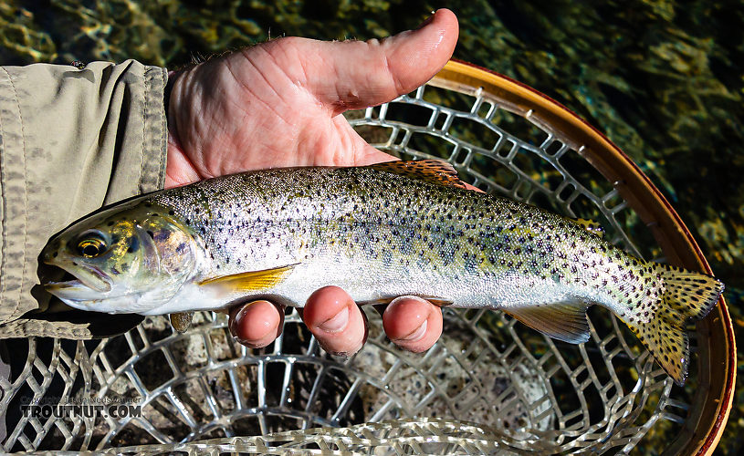 A pretty decent rainbow for a creek this size. From Mystery Creek # 249 in Washington.
