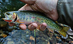 One of the last fish of the night, a bit blurry, but with too pretty a throat to pass up. From Mystery Creek # 249 in Washington.