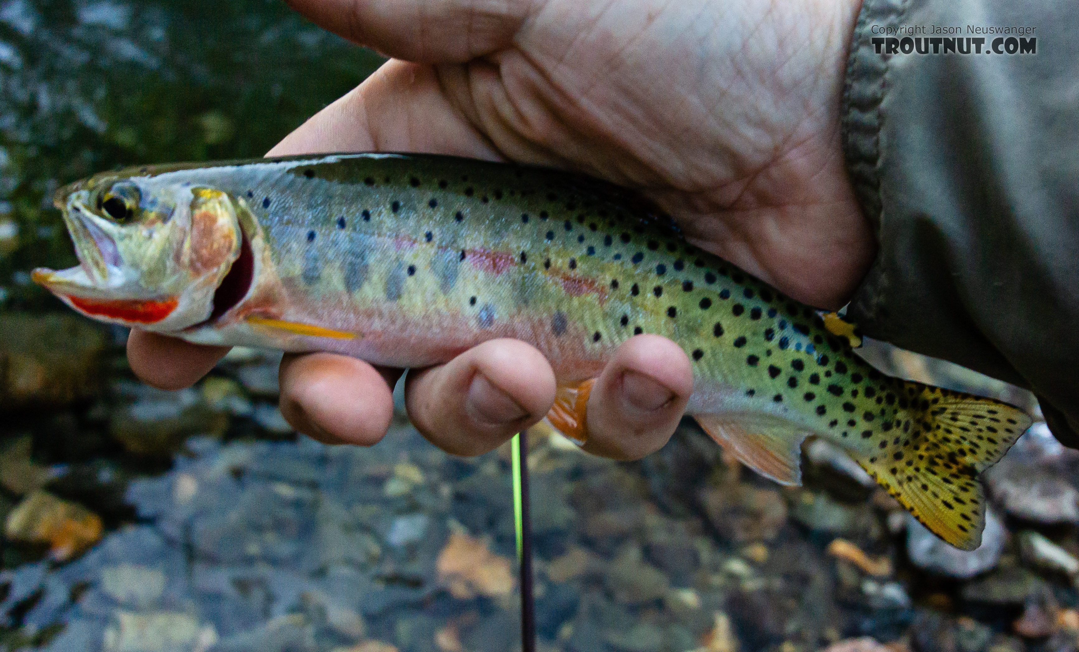 One of the last fish of the night, a bit blurry, but with too pretty a throat to pass up. From Mystery Creek # 249 in Washington.