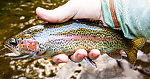 Brule rainbow From the Bois Brule River in Wisconsin.
