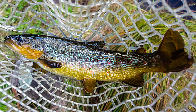 Decent brown to end the day on the Brule From the Bois Brule River in Wisconsin.