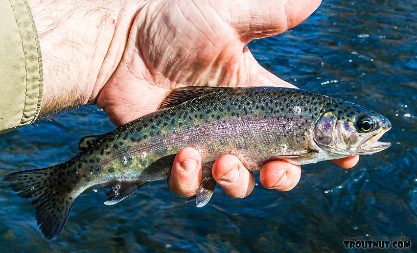 A typical rainbow for the day. From the Yakima River in Washington.