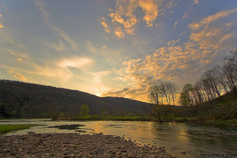  From the West Branch of the Delaware River in New York.