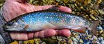 Brook trout From Mystery Creek # 256 in Idaho.