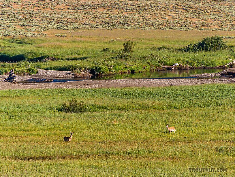 Two whitetail deer in one of the meadows along Slough Creek. I watched them all morning before I hiked out. From Slough Creek in Wyoming.
