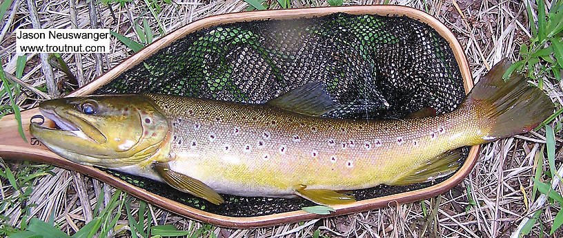 This beautiful 20 inch brown put up one heck of a drag-screaming fight. This was one of almost a dozen big trout that hit my flies this evening... and the only one I successfully hooked and landed. That was partly my fault, though. I cannot complain about the action! From the Bois Brule River in Wisconsin.