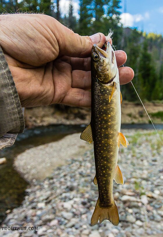 I wasn't paying close attention at the time and released this fish very quickly after the picture, so I thought it was just a skinny brookie and didn't notice until looking at the photo that it's a juvenile bull trout. Good thing I was all-C&R on this trip anyway! From the Yankee Fork Salmon River in Idaho.