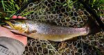 This 14" brown was my best fish in the short time I had to fish the Owyhee, though I moved a nicer one to a streamer in the same hole. From the Owyhee River in Oregon.