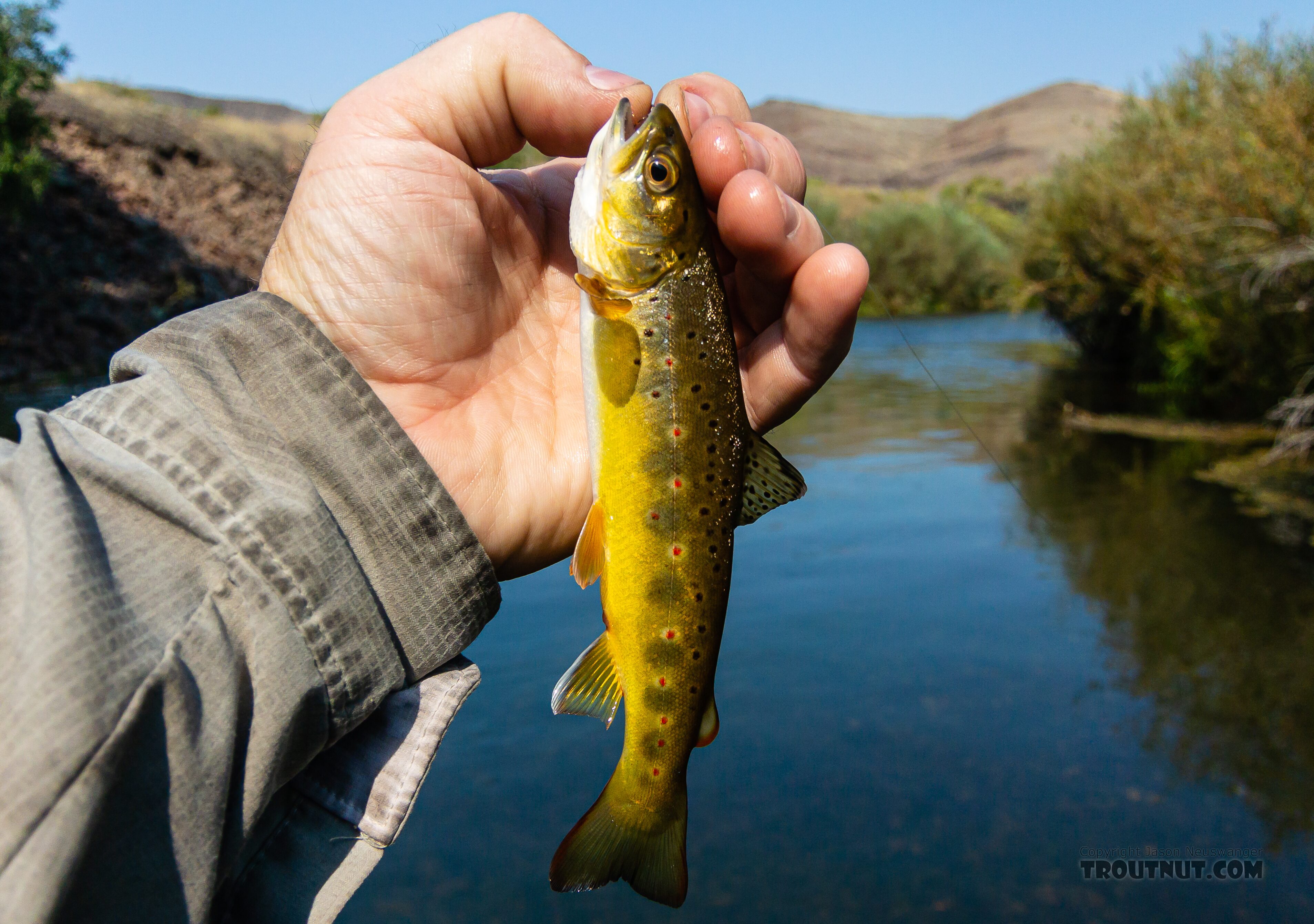 There was a pod of probably 50 little trout around this size feeding on this pool. From the Owyhee River in Oregon.