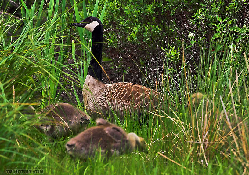 A canada goose looks over some large, downy goslings. From the Bois Brule River in Wisconsin.