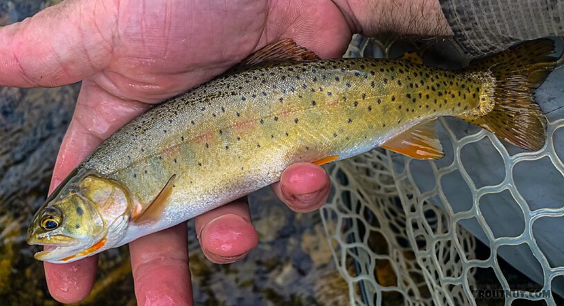 Pretty little Snake River Finespotted Cutthroat from the upper part of Flat Creek. From Flat Creek in Wyoming.