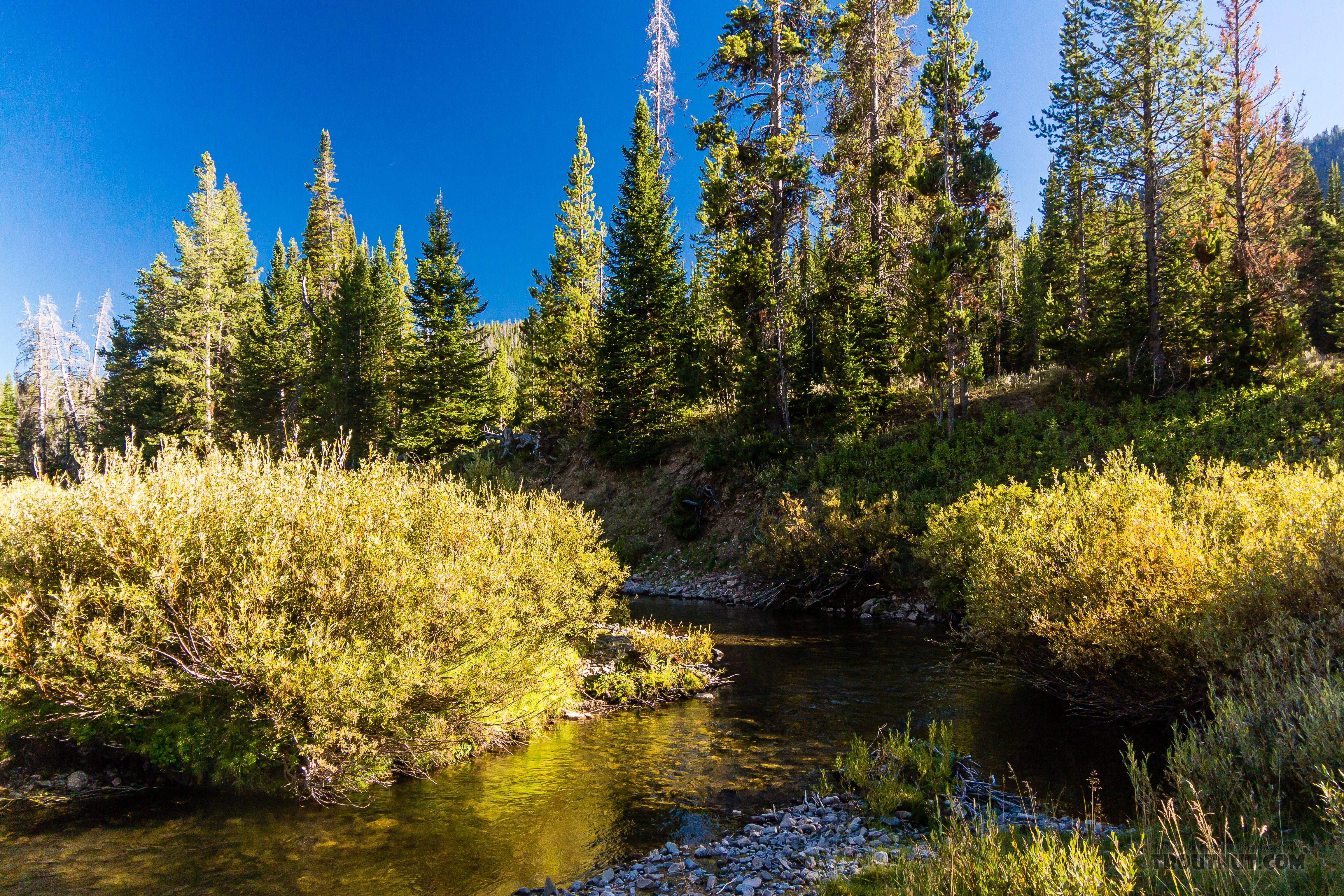 LaBarge Creek From LaBarge Creek in Wyoming.