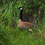 A Canada goose and gosling poke their heads out of the grass along a trout stream. From the Bois Brule River in Wisconsin.