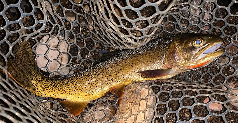 Beautiful Snake River Finespotted Cutthroat caught at dusk From the Greys River in Wyoming.