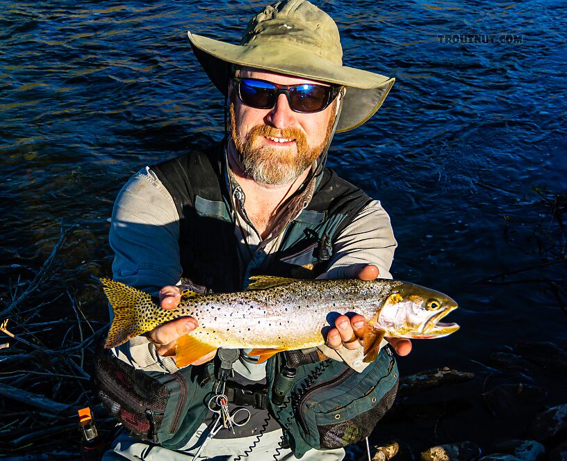 My first Bonneville Cutthroat (17 in) From the Mystery Creek # 274 in Wyoming.