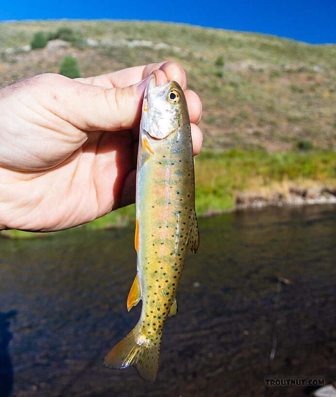 Pretty pastel colors on the side of this little Bonneville Cutthroat that still has its parr marks. From the Mystery Creek # 274 in Wyoming.