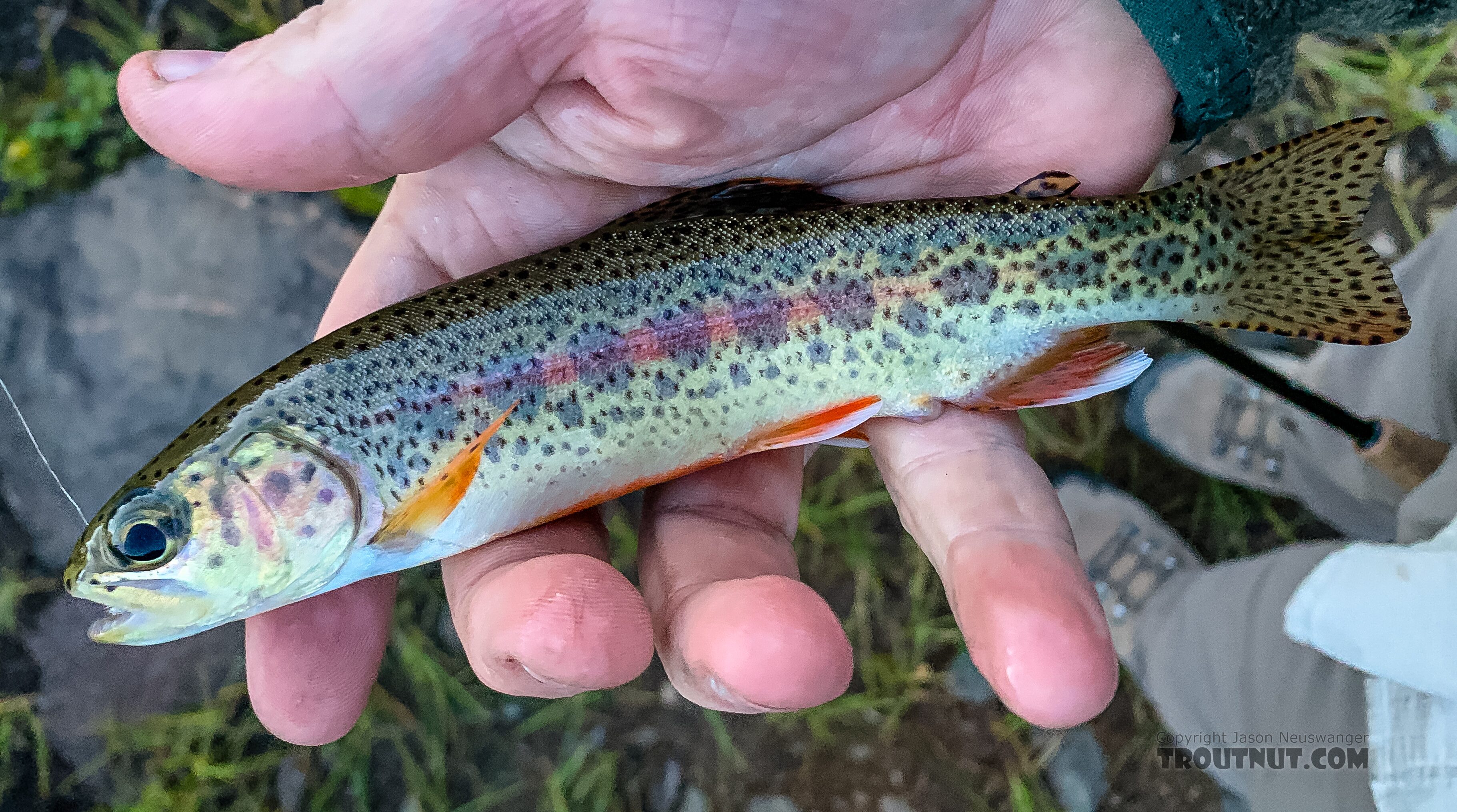 Hobbs Lake rainbow From Hobbs Lake in Wyoming.