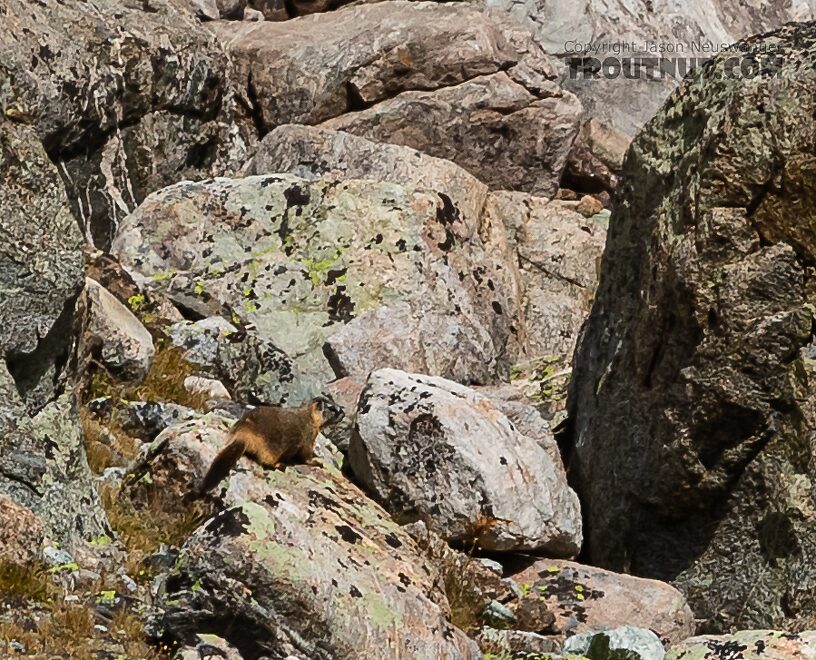 Yellow-bellied marmot From Titcomb Basin in Wyoming.