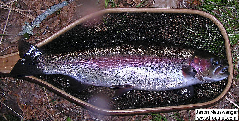 Here's another beautiful trout, a 17.5 inch stream resident rainbow. He took a grouse & brown soft hackle during a Hendrickson spinner fall over a riffle--probably as a drowned spinner, but maybe as one of the caddis pupae that I suspect were hatching earlier in the day. This fish was in amazing condition, and it leapt clear of the water at least three times. From the Bois Brule River in Wisconsin.