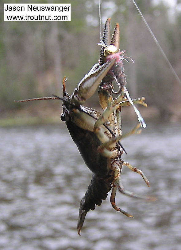 I don't know if I skunked this day or not. I didn't catch any trout, but, um... does this count? (He grabbed onto my Pink Squirrel nymph as it drifted along the bottom and held on for dear life with his pincers.) From the Namekagon River in Wisconsin.