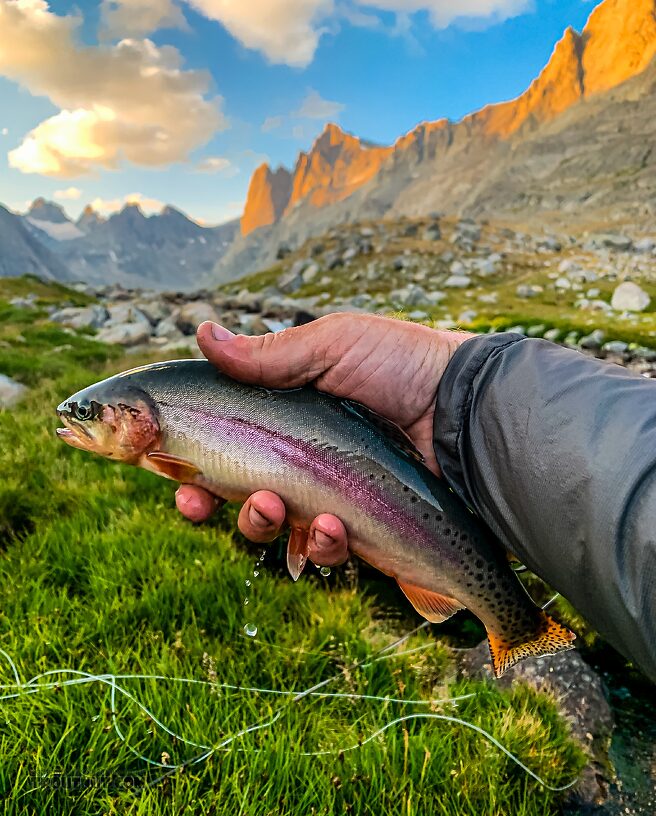 Twelve inch golden trout From Titcomb Basin in Wyoming.