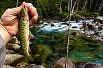 Coastal cutthroat From the Middle Fork Snoqualmie River in Washington.