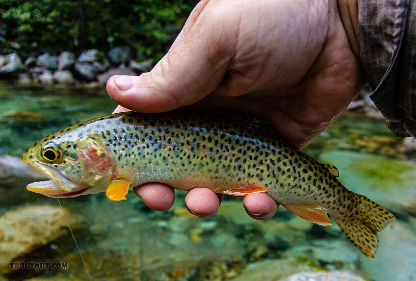 Coastal cutthroat From the Middle Fork Snoqualmie River in Washington.