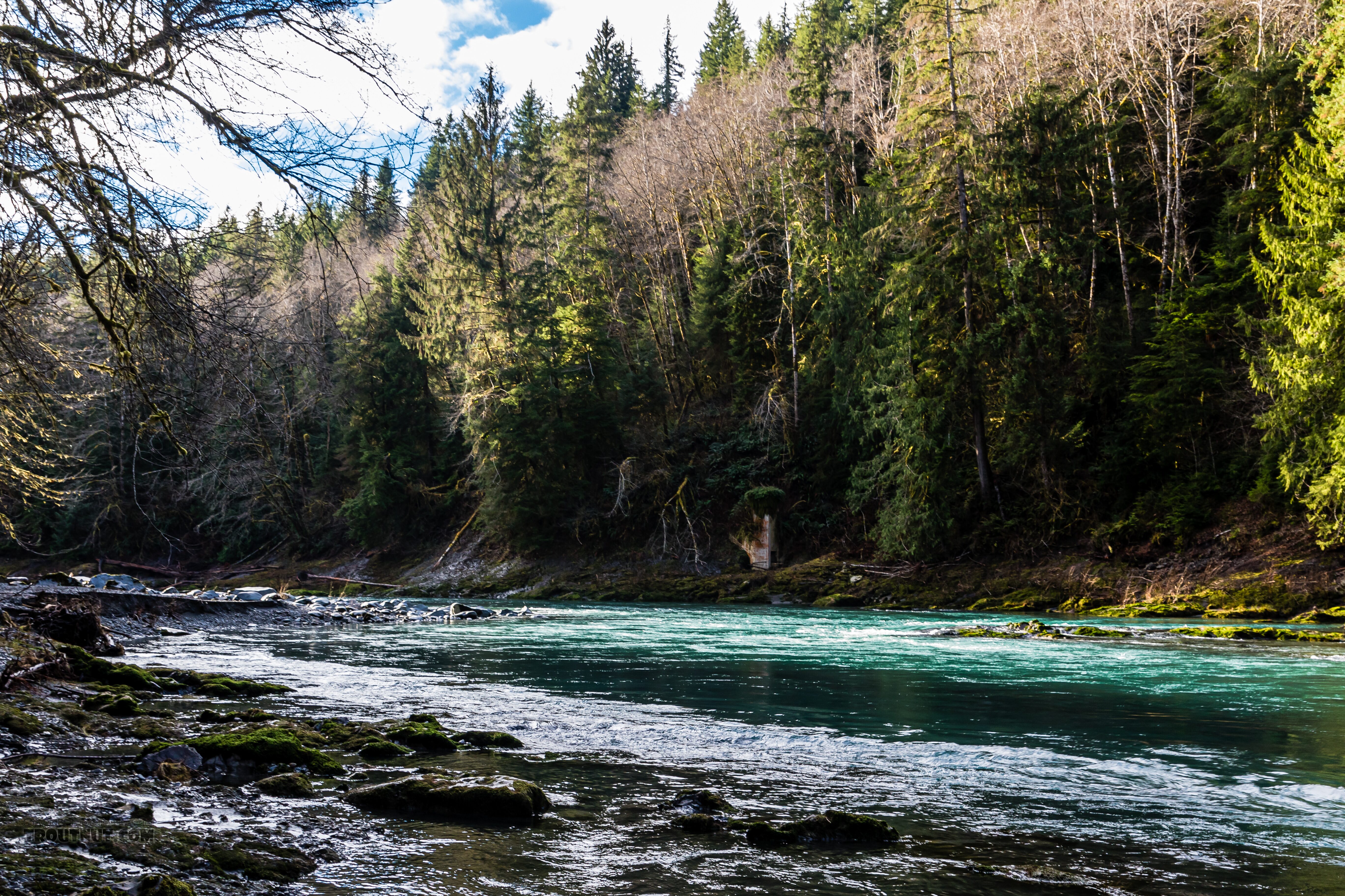  From the Hoh River in Washington.