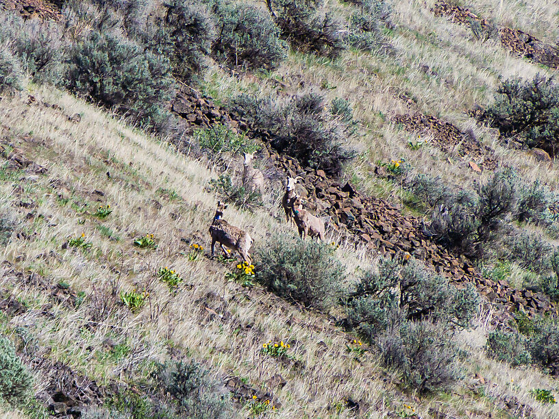 These bighorn ewes were watching over the Yakima as I fished. From the Yakima River in Washington.