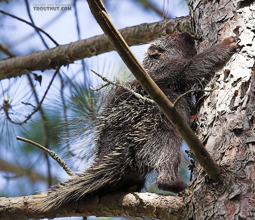 A porcupine climbs a pine tree near a trout stream. From the Namekagon River in Wisconsin.