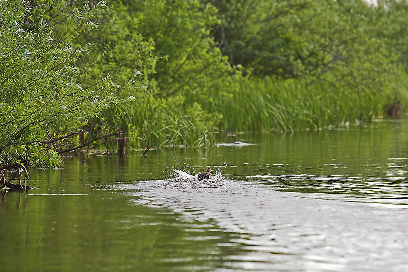 A merganser too young to fly scurries ahead of the canoe. From the Long Lake Branch of the White River in Wisconsin.