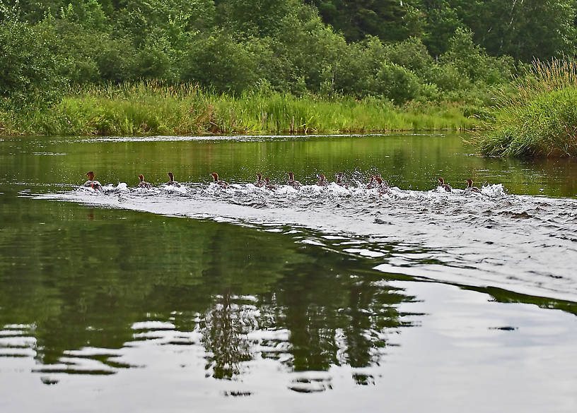 A flock of mergansers flees the canoe. From the Namekagon River in Wisconsin.
