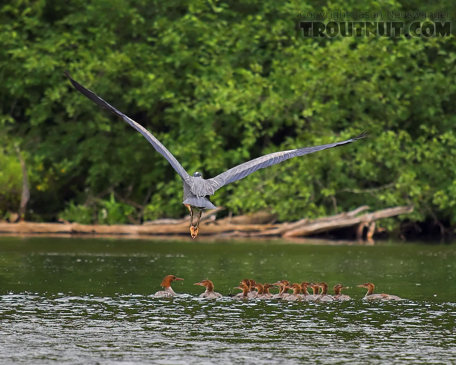 A great blue heron does a flyover on a flock of young common mergansers.  I wonder how many hundreds of young trout go into the creation of a great blue heron and fifteen mergansers... hmm, where's Dick Cheney when you need him?

Photo by Elena Vayndorf. From the Namekagon River in Wisconsin.