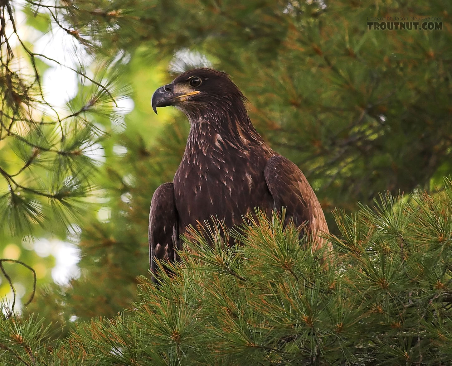 My dad held the canoe in place while I snapped a picture of this immature bald eagle perched in a pine over the river on an August evening.  It probably caught more fish than we did. From the Namekagon River in Wisconsin.