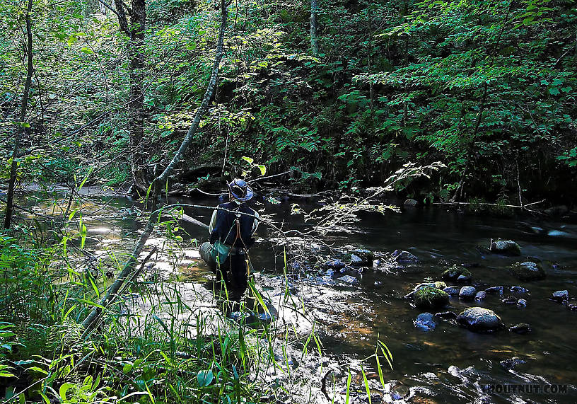 I'm kneeling low in this picture to avoid spooking wary small-stream trout.  It's important to blend into the background. From the Long Lake Branch of the White River in Wisconsin.