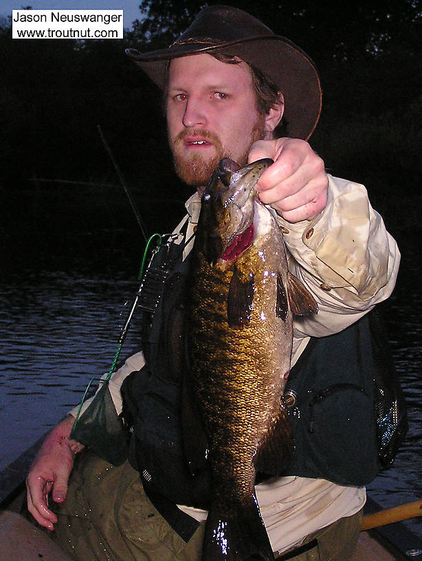 This big smallmouth slammed a Dahlberg Diver on the surface. From the Namekagon River below Hayward in Wisconsin.