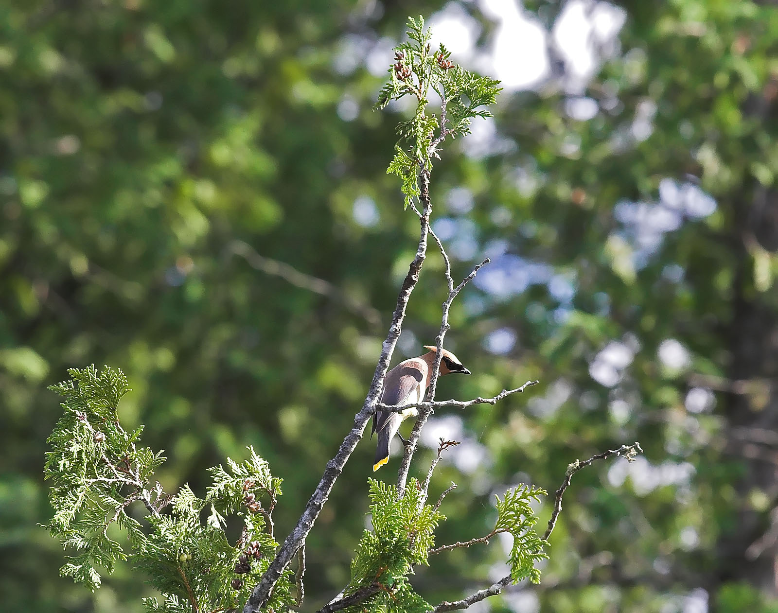 I photographed this cedar waxwing from the canoe as we passed by it. From the Bois Brule River in Wisconsin.