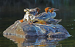 Some mergansers stretch and prepare to evacuate their rock as our canoe nears. From the Bois Brule River in Wisconsin.