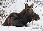 I spotted this moose calf resting in the snow across the road from the river I was photographing in Alaska in late February. From Chena Hot Springs Road in Alaska.