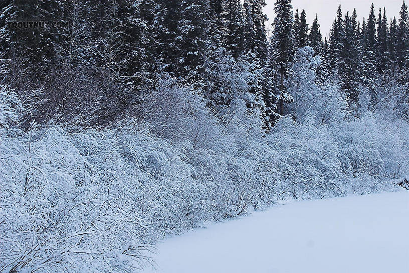 A thick layer of ice clings to the branches of low bushes over an Alaskan river in the winter. From the Chena River in Alaska.