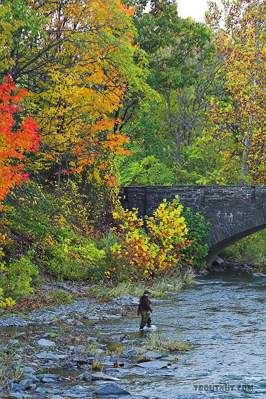 I cross a small river after an unsuccessful attempt to find some fall-run landlocked salmon.  This picture was taken shortly after another very nice wider picture of the same spot.

Photo by Elena Vayndorf. From Toughannock Creek in New York.