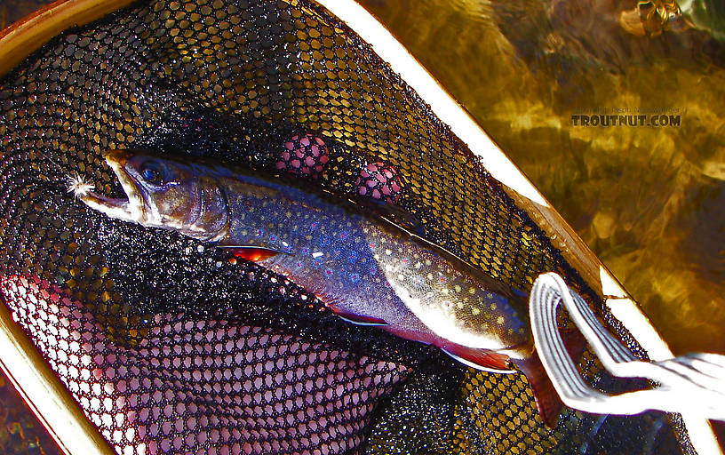 A pretty 8" brook trout. From the Bois Brule River in Wisconsin.