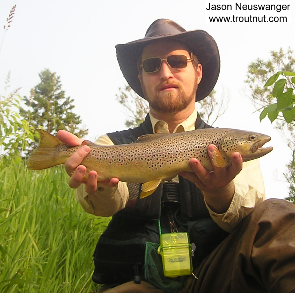 I'm holding a beautiful 20 inch brown trout from Isonychia time. From the Namekagon River in Wisconsin.