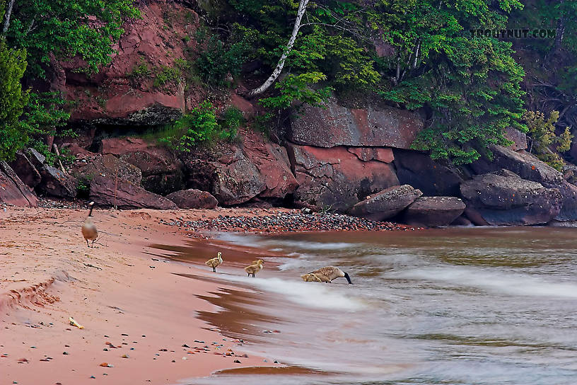 A family of geese take a drink from Lake Superior.  They then swam out effortlessly into the high breaking waves and foiled the retrieving efforts of somebody's ambitious dog. From Big Bay on Madeline Island in Lake Superior in Wisconsin.