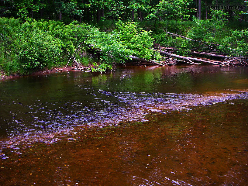This is one of my favorite small-stream pools because it's so fishable.  The little stream holds brookies, browns, and rainbows in equal number, never spectacular, but there's always a little something. From the Marengo River above Four Corners Store Road in Wisconsin.
