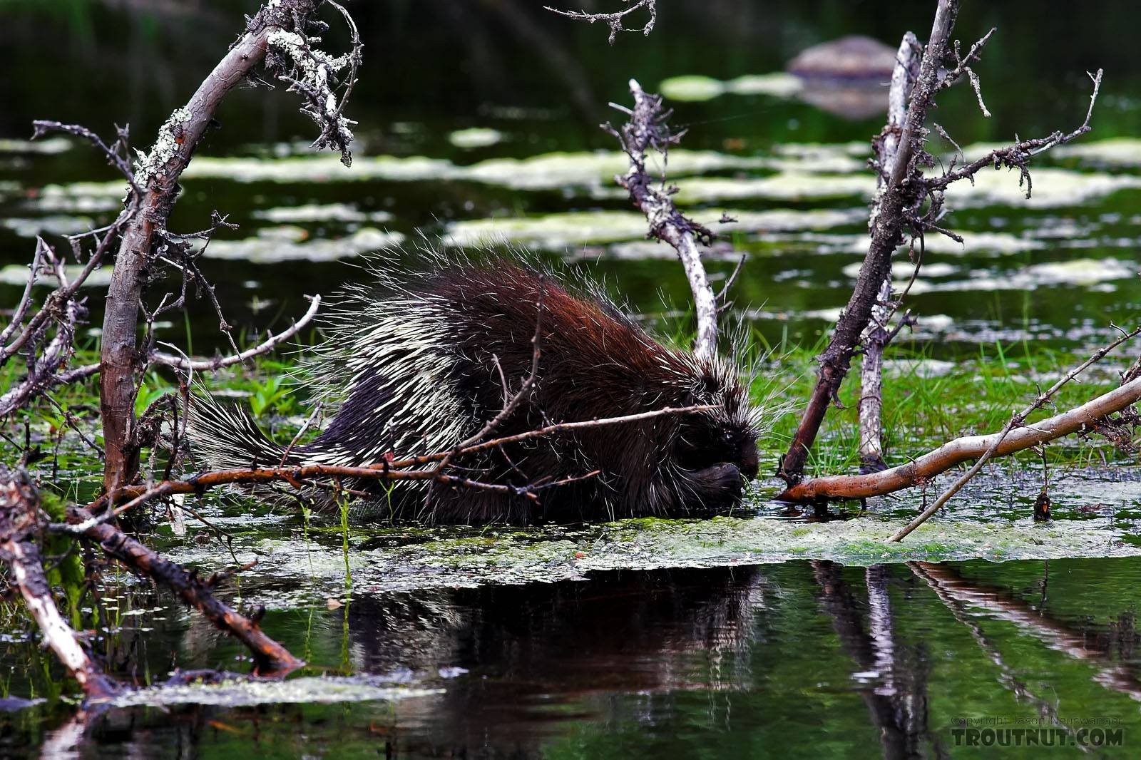 This porcupine seemed to be feeding on the filamentous green algae that had accumulated around the tip of a fallen cedar sweeper on a classic piece of northwoods trout water. From the Bois Brule River in Wisconsin.