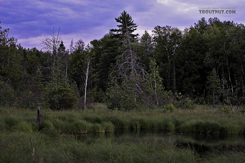 Here's a twilight picture of the upper end of a very remote old spring pond.  Miles from anything, it was once rumored to hold large brook trout, although access is almost impossible now and the habitat has changed dramatically. From Mystery Creek # 82 in Wisconsin.