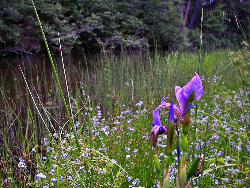 Irises and forget-me-nots grow all along this stretch of one of my favorite rivers. From the Bois Brule River in Wisconsin.