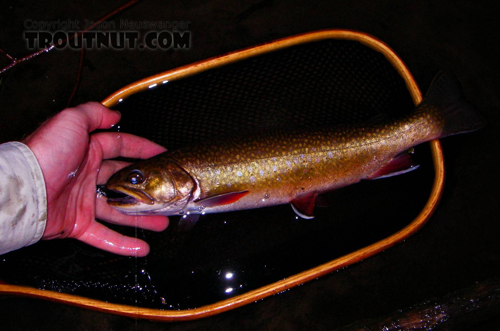 This is my largest brook trout ever (as of June '06), 13 3/4".  It was sporadically surface feeding at dusk and took a nice spinner pattern on the first pass. From the Bois Brule River in Wisconsin.